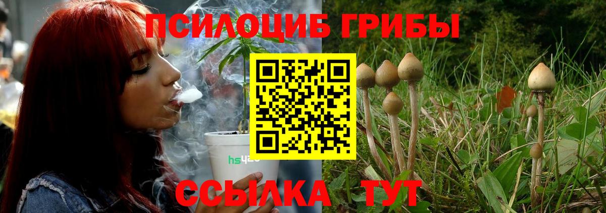 Псилоцибиновые грибы Cubensis  как найти   Волгодонск  Вход с VPN 